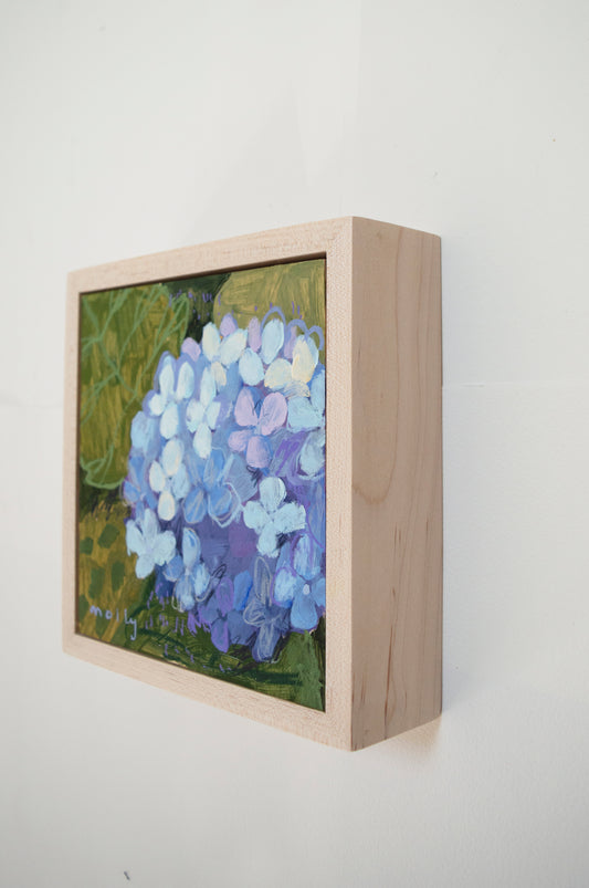 Periwinkle Multi Hydrangea