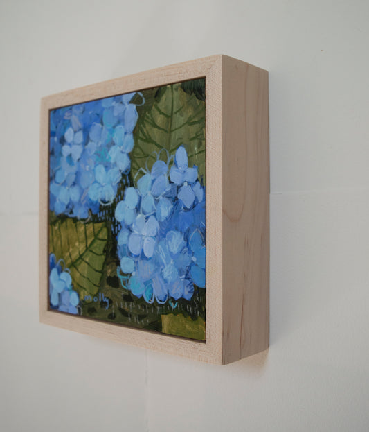 Powder Blue Hydrangea