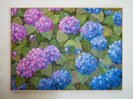Ombre Hydrangea