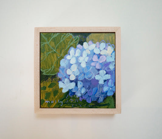 Periwinkle Multi Hydrangea
