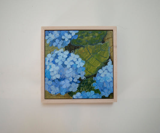 Blue Hydrangea