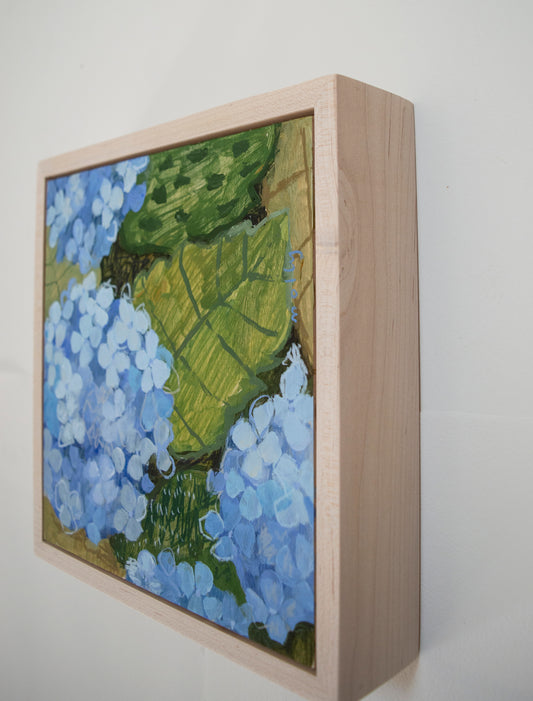 Blue Hydrangea