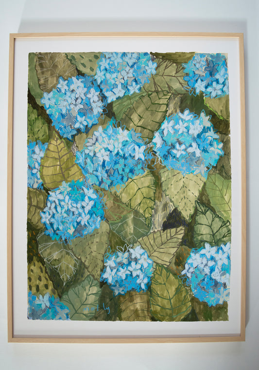 Garden Hydrangea