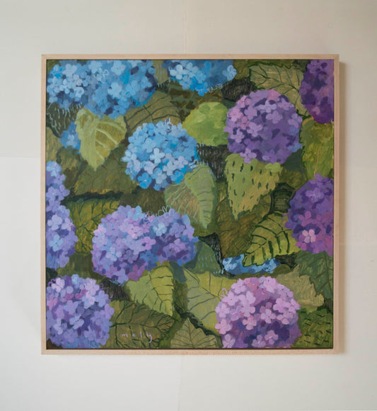 Ombre Hydrangea